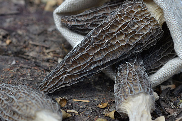 干羊肚菌放冰箱保存好嗎 干羊肚菌放冰箱保存好嗎