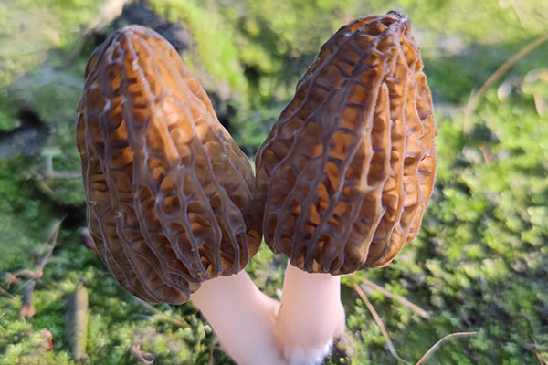 羊肚菌長到什么程度能采，鮮羊肚菌的吃法和用量