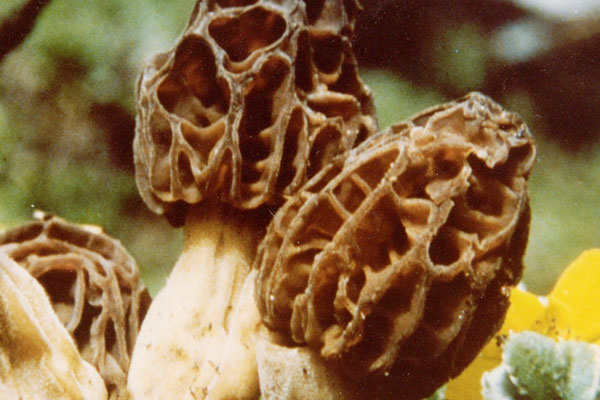 紫褐羊肚菌可以吃嗎 紫褐羊肚菌可以吃嗎