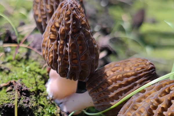 羊肚菌需要開水燙嗎，新鮮羊肚菌用不用先泡水