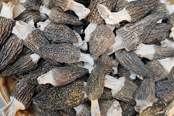 羊肚菌要開(kāi)水燙嗎 羊肚菌要開(kāi)水燙嗎