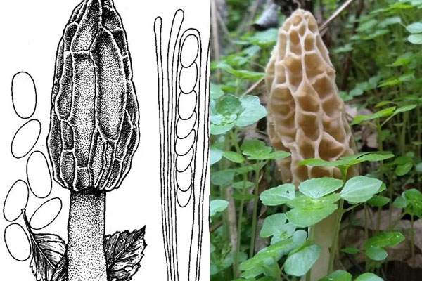 肋脈羊肚菌有毒嗎 肋脈羊肚菌有毒嗎