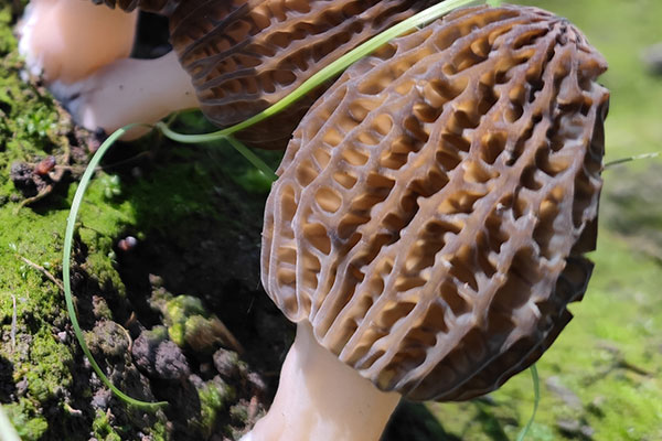 羊肚菌泡酒需要清洗嗎，泡干羊肚菌的水要不要