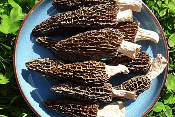 浸泡干羊肚菌的水要不要 浸泡干羊肚菌的水要不要