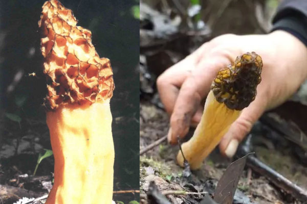 小羊肚菌可以吃嗎 小羊肚菌可以吃嗎