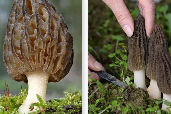 尖頂羊肚菌是六妹羊肚菌嗎，乳腺手術(shù)后可以吃羊肚菌嗎