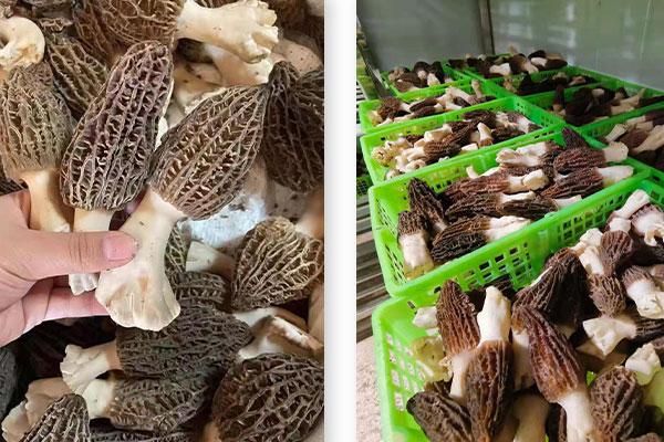 乳腺手術(shù)后能吃羊肚菌嗎 乳腺手術(shù)后能吃羊肚菌嗎