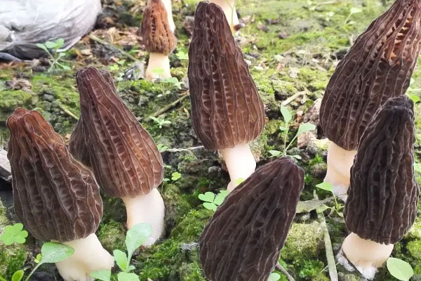 六妹羊肚菌的特征，羊肚菌怎么判斷菌絲什么樣的