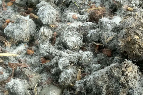 羊肚菌如何判斷菌絲什么樣的 羊肚菌如何判斷菌絲什么樣的