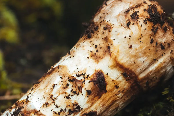 松茸魚丸湯的營養(yǎng)價值 松茸魚丸湯的營養(yǎng)價值