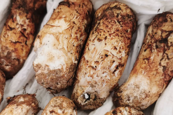 松茸魚丸湯的食用禁忌 松茸魚丸湯的食用禁忌