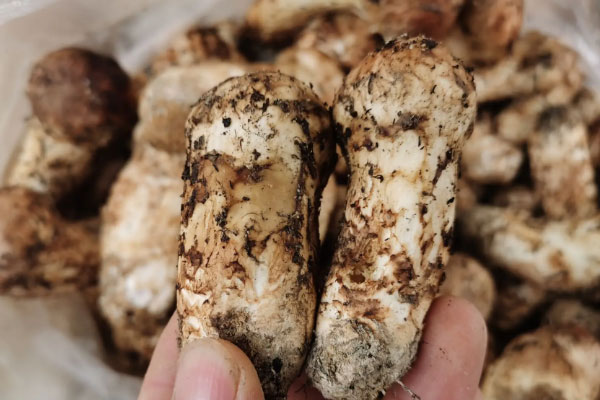 松茸芝士卷的營(yíng)養(yǎng)價(jià)值 松茸芝士卷的營(yíng)養(yǎng)價(jià)值