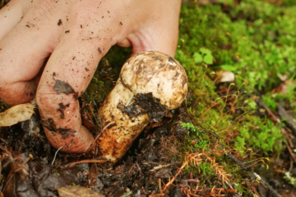 鮑魚芝士焗松茸的禁忌人群 鮑魚芝士焗松茸的禁忌人群