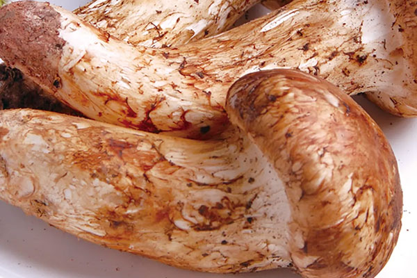 松茸花椒油的食用禁忌 松茸花椒油的食用禁忌