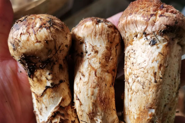 松茸海參鮮蝦米粉湯的禁忌人群 松茸海參鮮蝦米粉湯的禁忌人群