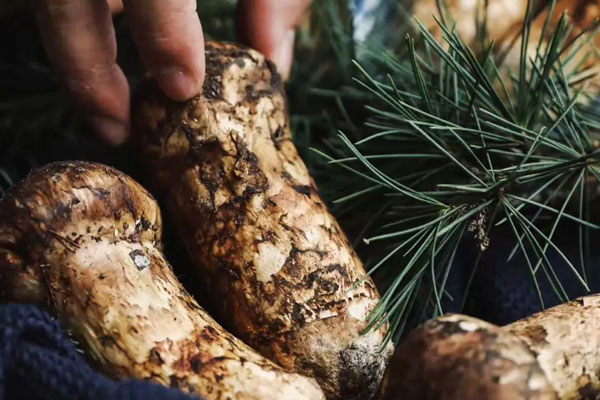 松茸土豆燉鮑魚的食用禁忌