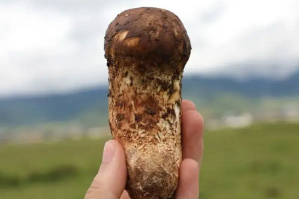 鮮松茸藕夾的營養(yǎng)價值 鮮松茸藕夾的營養(yǎng)價值