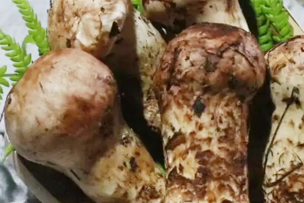 鮮松茸藕夾的食用禁忌 鮮松茸藕夾的食用禁忌