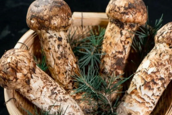 鮮松茸青豆燜面的功效作用 鮮松茸青豆燜面的功效作用