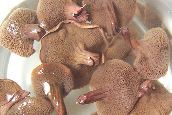 紅乳牛肝菌青椒燜土豆的功效作用 紅乳牛肝菌青椒燜土豆的功效作用