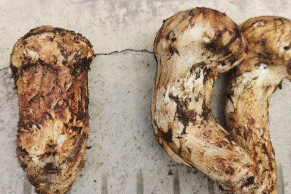 松茸金針菇豬手湯的營養(yǎng)價值 松茸金針菇豬手湯的營養(yǎng)價值