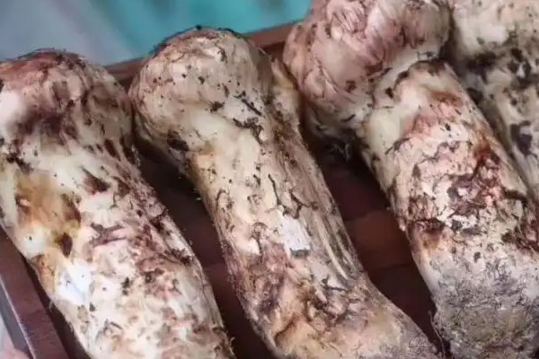 松茸奶油培根意面的功效作用