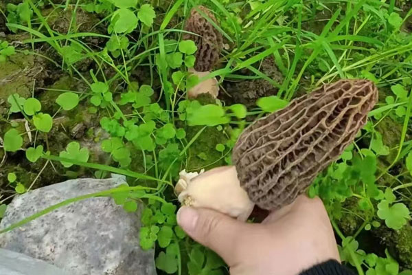 直腸癌術(shù)后能吃羊肚菌嗎，前列腺癌患者能吃羊肚菌嗎