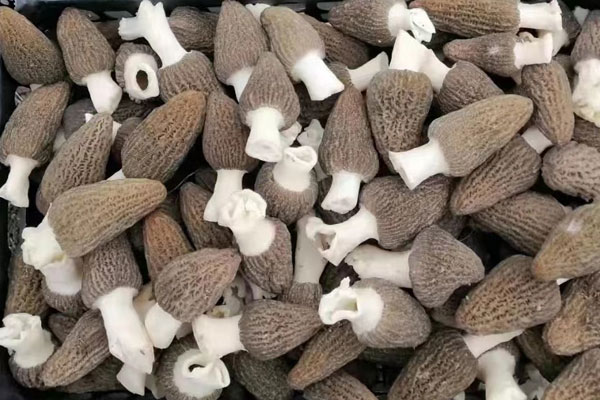 為什么羊肚菌種的頂部尖，羊肚菌大朵好還是小朵好