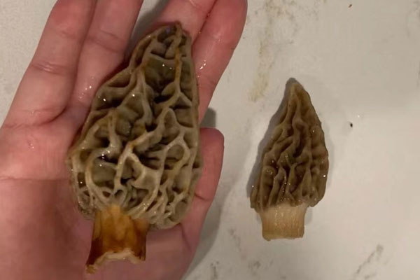 羊肚菌大粒好還是小粒好 羊肚菌大粒好還是小粒好