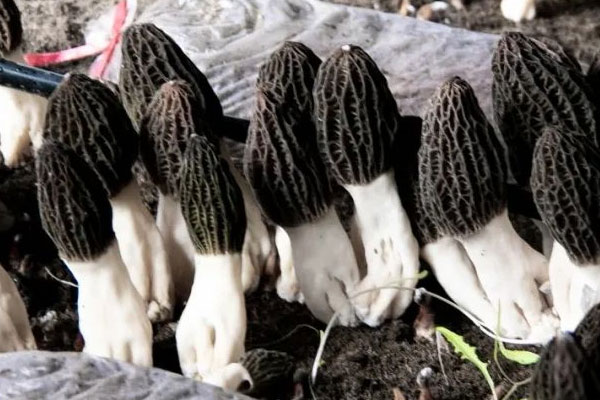 種植羊肚菌的新品種 種植羊肚菌的新品種