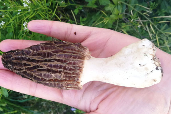 羊肚菌的根部是什么樣，羊肚菌是野生還是種植的