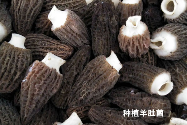 羊肚菌怎么分辨野生和養(yǎng)殖，羊肚菌種植是騙局嗎