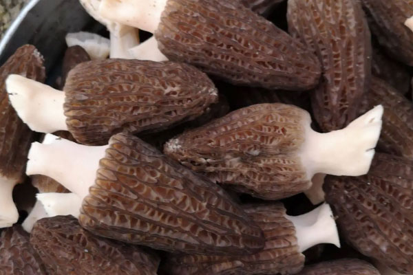 羊肚菌種植是不是騙局 羊肚菌種植是不是騙局