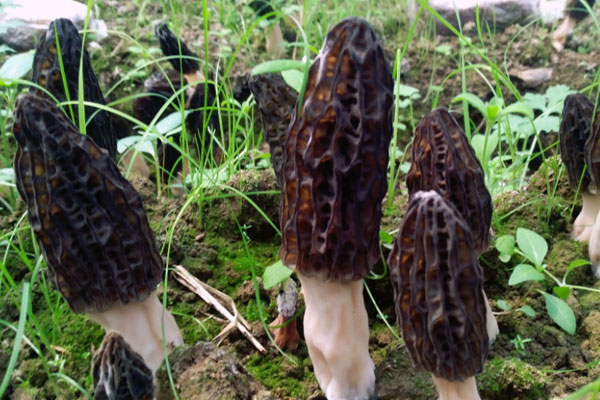 什么是昆植2號(hào)羊肚菌 什么是昆植2號(hào)羊肚菌