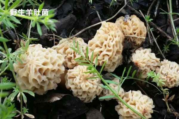 羊肚菌為什么頭茬的好，羊肚菌怎么算第二茬