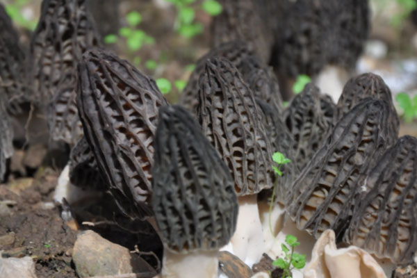 羊肚菌如何算第二茬 羊肚菌如何算第二茬