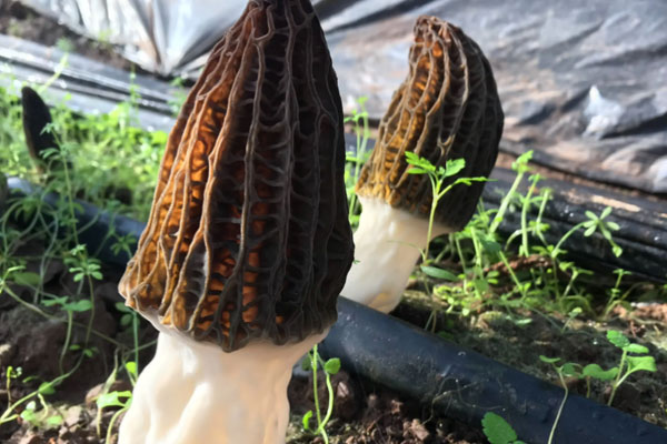 什么是川羊肚菌7號 什么是川羊肚菌7號