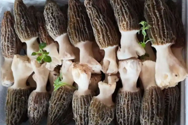 六妹羊肚菌的兩個新品種 六妹羊肚菌的兩個新品種