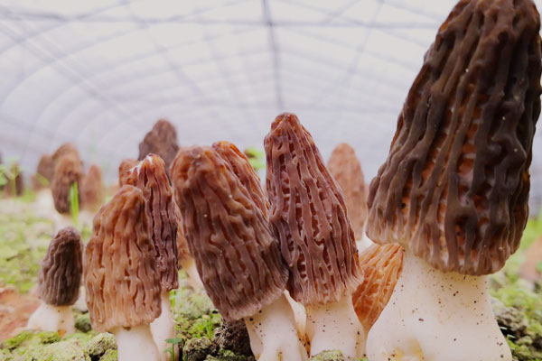 羊肚菌好種嗎，種植羊肚菌的品種有哪些