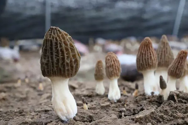 種植羊肚菌的品種 種植羊肚菌的品種