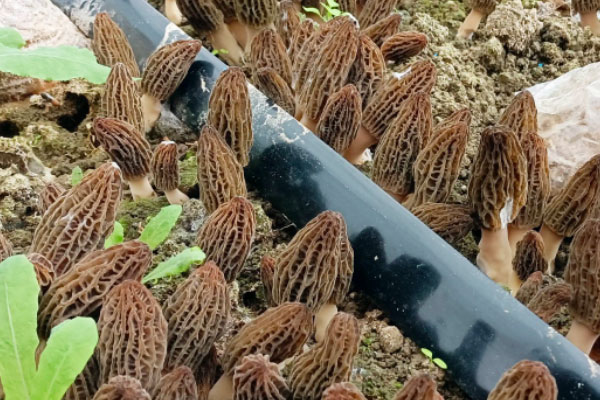 什么是川羊肚菌9號 什么是川羊肚菌9號