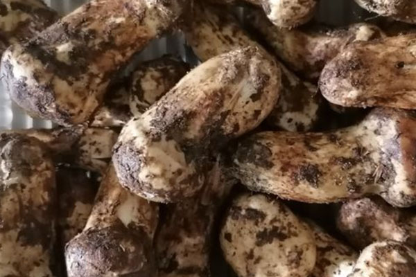 松茸糯米雞的食用禁忌 松茸糯米雞的食用禁忌