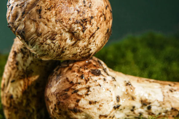 松茸蛋奶撻的食用禁忌