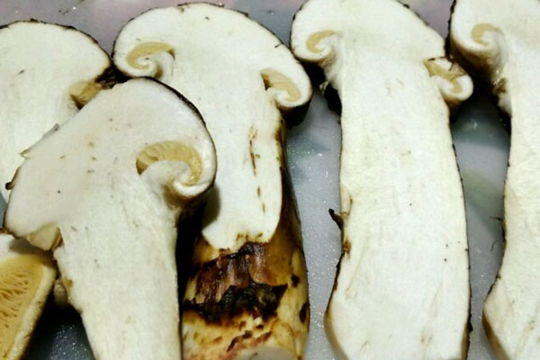 松茸蛋奶撻的功效作用