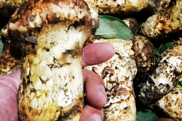 松茸秋葵鮮蝦蒸蛋的功效作用 松茸秋葵鮮蝦蒸蛋的功效作用