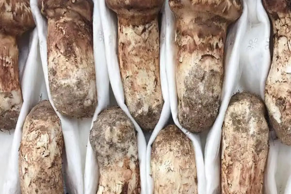 松茸秋葵鮮蝦蒸蛋的禁忌人群 松茸秋葵鮮蝦蒸蛋的禁忌人群