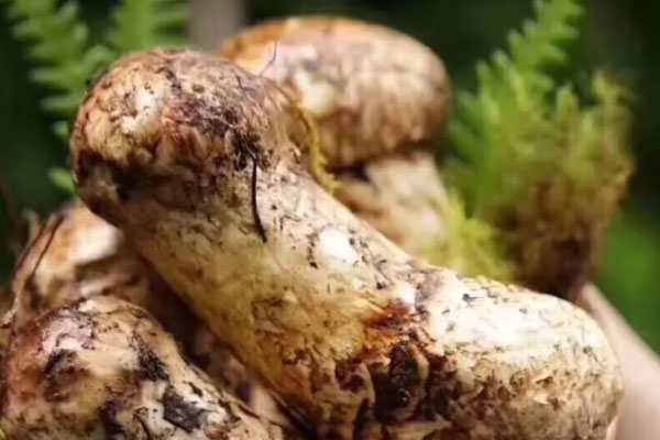 松茸海鮮菇番茄湯的營養(yǎng)價(jià)值 松茸海鮮菇番茄湯的營養(yǎng)價(jià)值