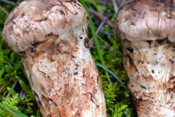 松茸海鮮菇番茄湯的食用禁忌 松茸海鮮菇番茄湯的食用禁忌