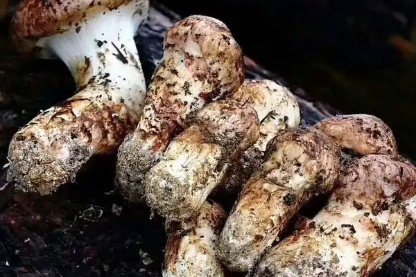 松茸紅腸薄荷飯的營(yíng)養(yǎng)價(jià)值 松茸紅腸薄荷飯的營(yíng)養(yǎng)價(jià)值