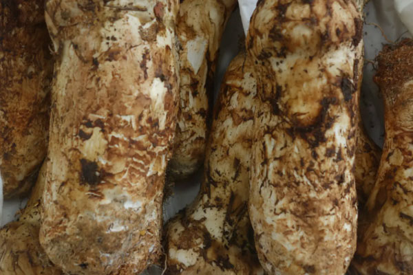 松茸蒸粉絲的營養(yǎng)價值 松茸蒸粉絲的營養(yǎng)價值